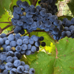 Delaney Vineyards Harvest & Grape Stomp