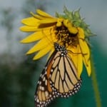 Free Event: Grapevine Butterfly Flutterby