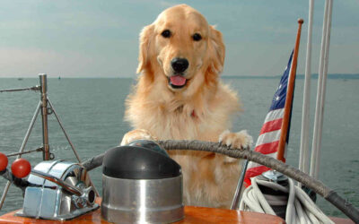 Dog Days of Summer Cruise on Massachusetts Bay Lines Vessels