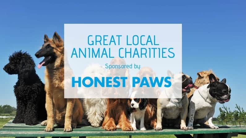 5 Great Pet Charities in Dallas-Fort Worth
