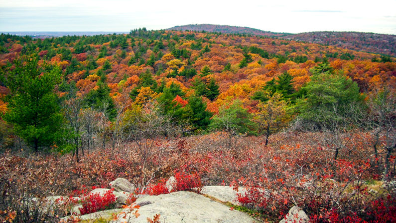 10 Dog Friendly Hiking Trails in Boston - Best Places To Hike With Pets