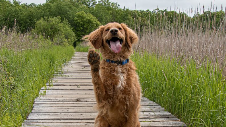 10 Dog Friendly Hiking Trails in Boston - Best Places To Hike With Pets