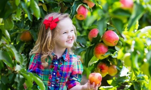 Apple Picking & Pumpkin Patch Farms in Boston – Best Farms To Pick Berries & other Fruits