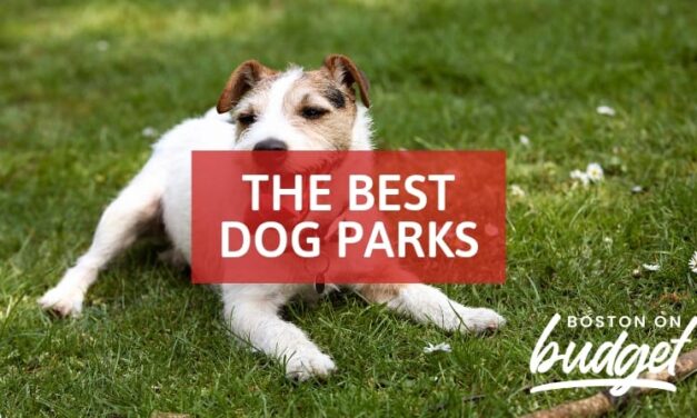 The Best Dog Parks in Boston