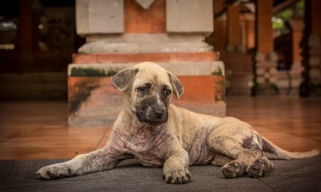 There’s An Increase of Abandoned Pets Outside Animal Rescue League Shelters