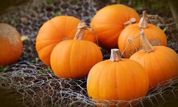 The Ultimate Guide to Boston Pumpkin Patches