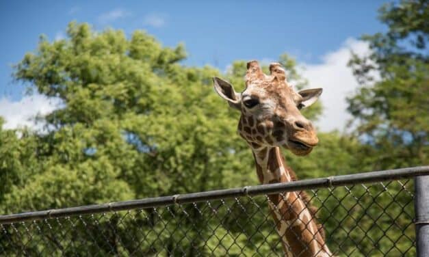 Free Admission to Zoo New England on MLK Day, Monday, January 18th