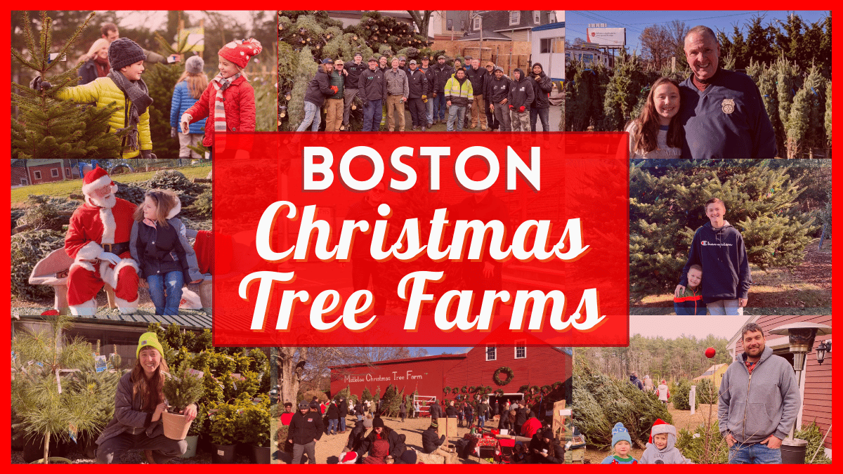 Best Christmas Trees in Boston - Farms to Cut Your Own or Buy Fresh Cut Trees