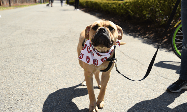 Experience Bark at the Park with Harvard Athletics 2023 – The Ultimate Day Out for You and Your Furry Friend!