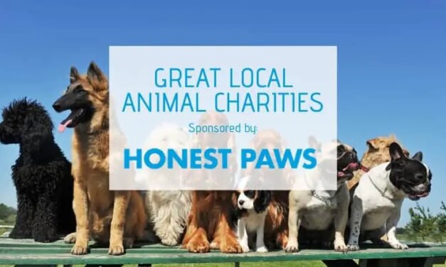 5 Great Pet Charities in Dallas-Fort Worth