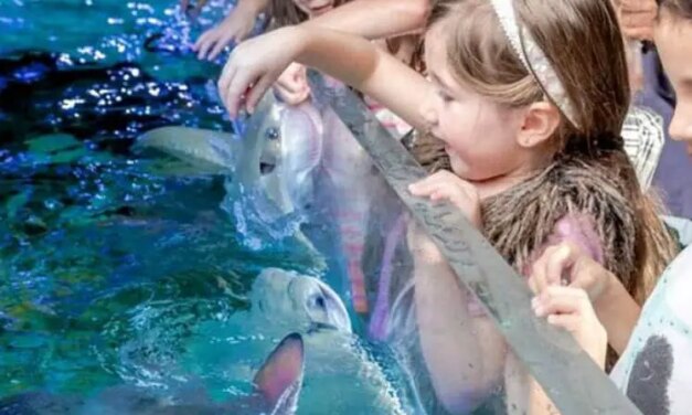 SeaQuest Aquarium Fort Worth: Coupons, Prices, Hours, & More