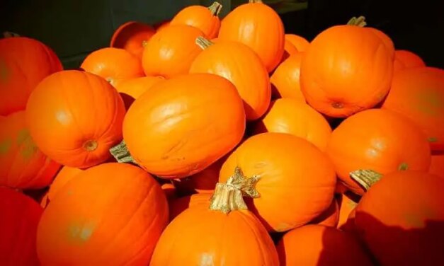 The Ultimate Guide to Pumpkin Patches in Dallas-Fort Worth