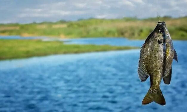 Where to Celebrate Free Fishing Day in DFW This Saturday