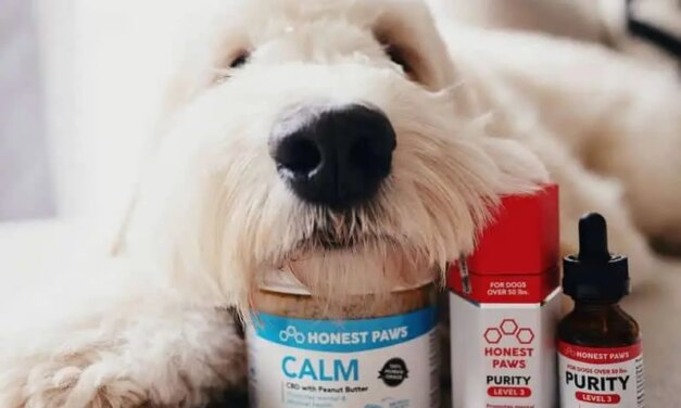 Give Your Pet the Best Care with Honest Paws Natural Products