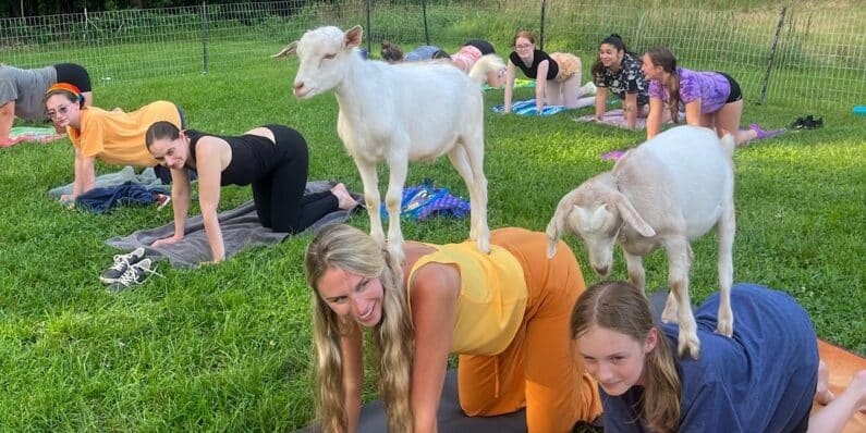 Goat Yoga