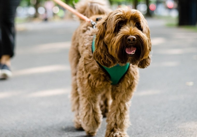 Things to do in Boston this Weekend of October 27 include PruBoo, Dogtoberfest & More!