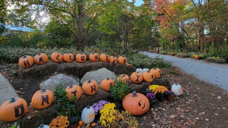 Halloween on the Hill